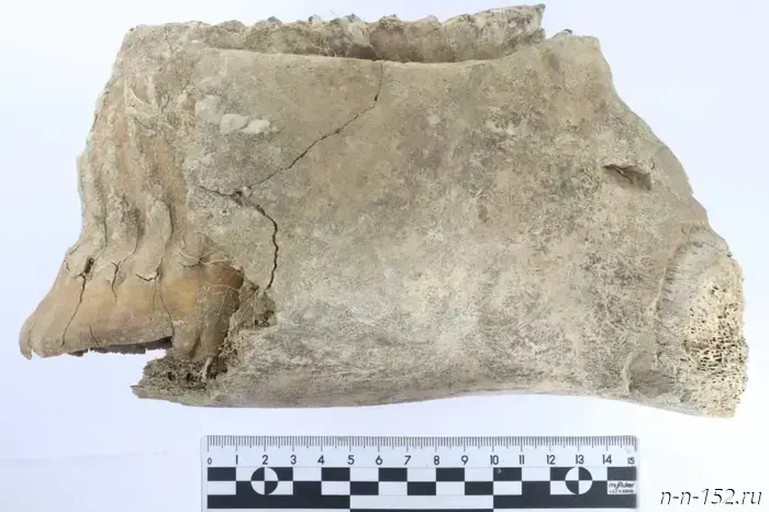 Archaeologists found a mammoth tooth in the center of Nizhny Novgorod