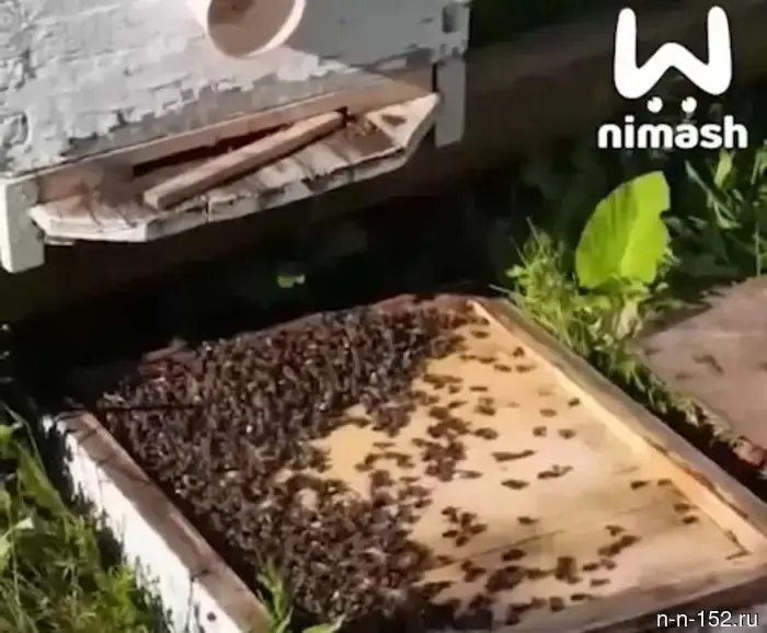 Mass death of bees recorded in the Shatkovsky district