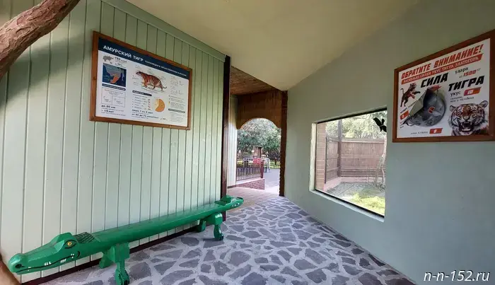 An Amur tiger is settling into a new enclosure at Nizhny Novgorod's "Limpopo".