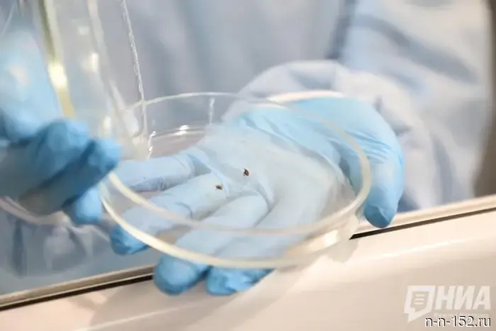 В Нижегородской области обнаружили почти 1000 зараженных клещей.