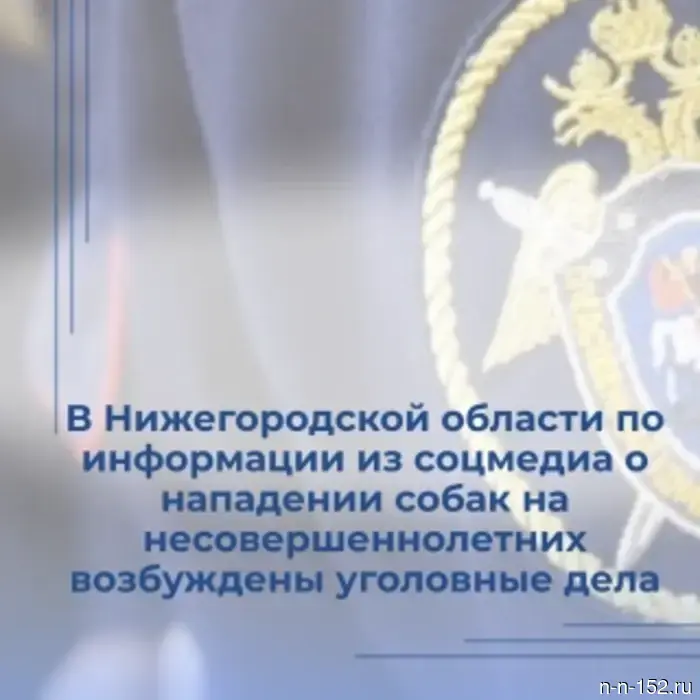 В Нижегородской области на основании данных из социальных сетей, сообщающих о нападениях собак на несовершеннолетних, было возбуждено уголовное дело.