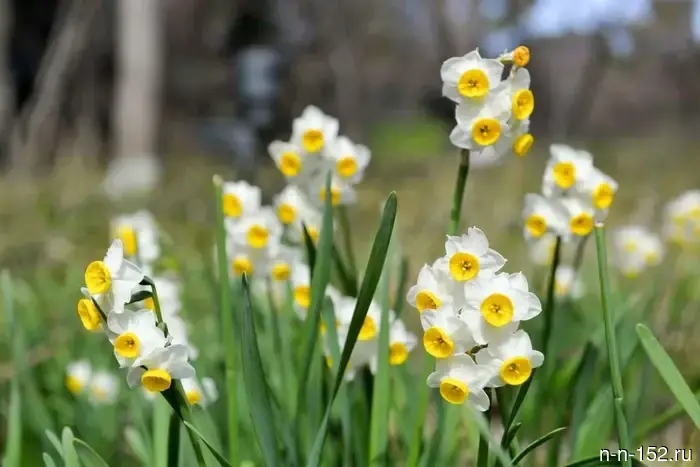 Nizhny Novgorod residents were reminded about the toxicity of daffodils.