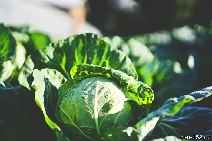 The Nizhny Novgorod laboratory identified Beijing cabbage infected with flower thrips.