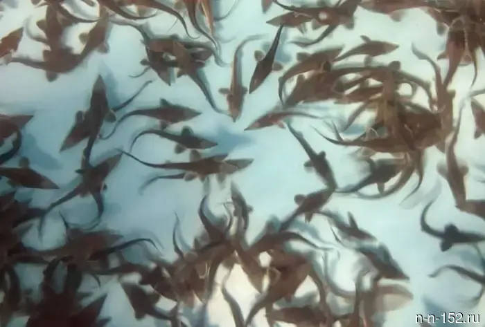 В Нижегородской области ежегодно производится почти 700 тонн рыбы.