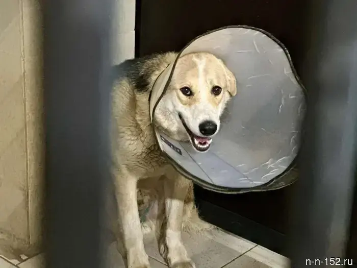 New warm boxes for animals have appeared at the veterinary hospital "Zooschutz-NN".