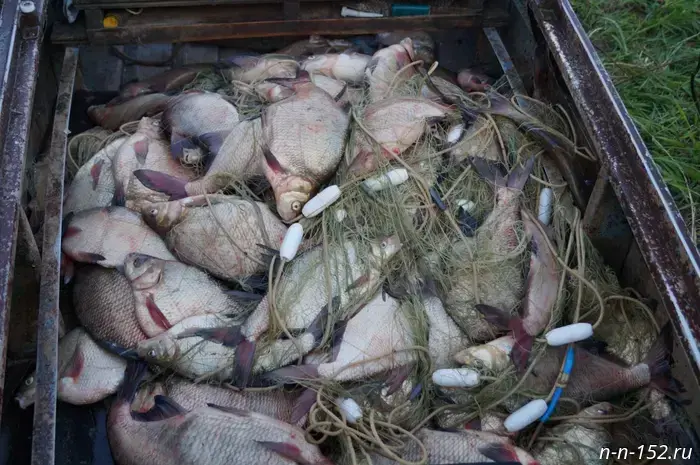 Fish catch in Nizhny Novgorod Oblast increased by 51 tonnes