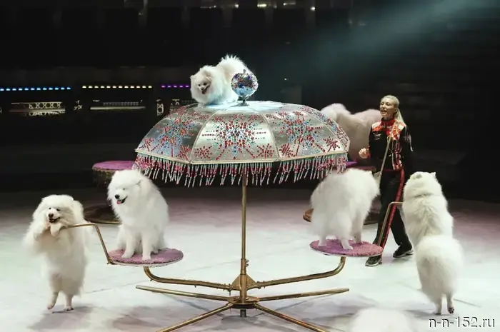 Жителям Нижнего Новгорода продемонстрировали за кулисами циркового спектакля "Песчаная сказка".