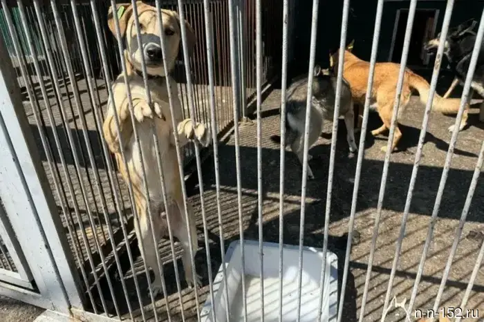 The rules for handling animals will change in the Nizhny Novgorod region.