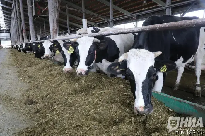 Pasteurellosis confirmed in two cows in the Pilninsky district.