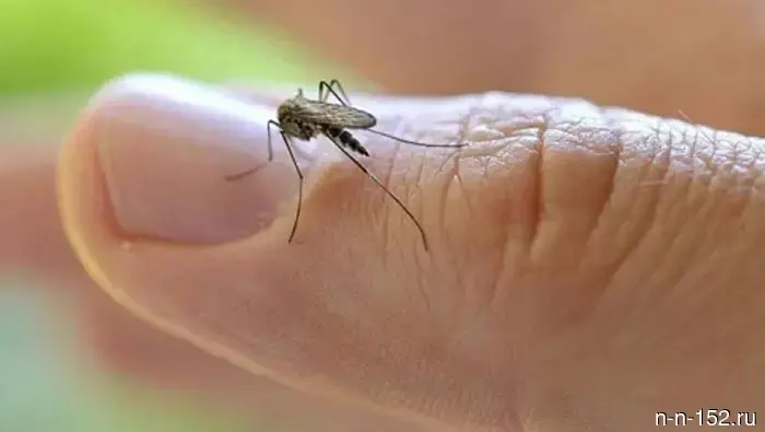 Nizhny Novgorod residents were explained the situation regarding the risk of importing dengue fever.
