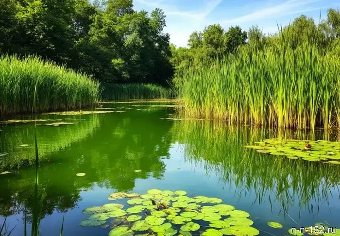 Dermatologist Vasilieva explained why it is dangerous to swim in blooming water bodies.