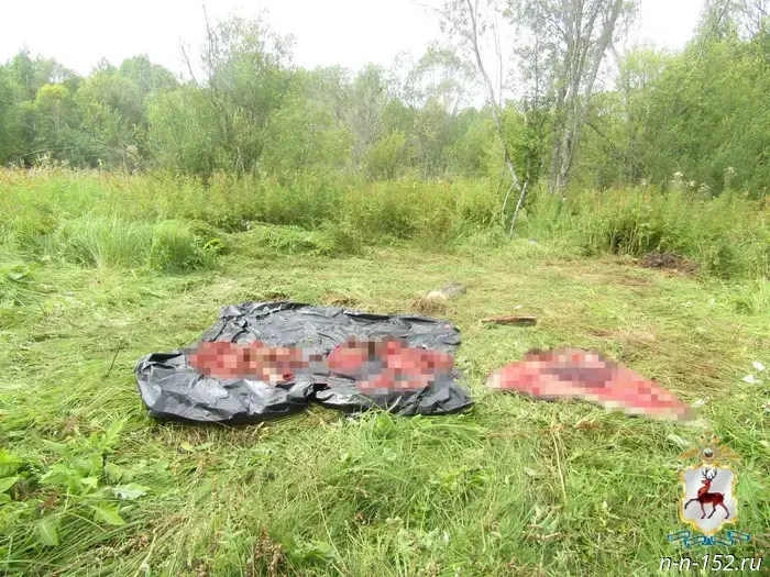 A poacher from Tonshaev who killed two moose faces five years in prison.