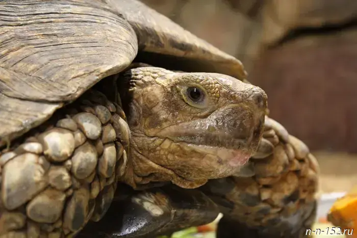 Rare monkeys and leopard tortoises have settled in Nizhny Novgorod's "Limpopo".