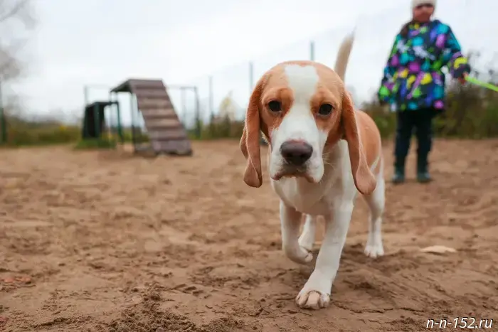 С помощью социальных участковых в Нижнем Новгороде был приведен в порядок сквер на улице Космической.