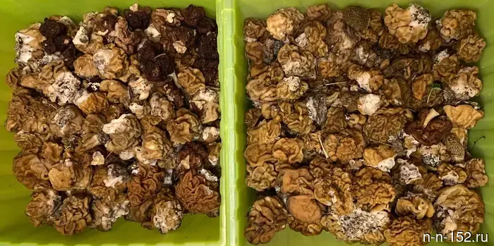 Nizhny Novgorod mushroom pickers collected the first spring trophies in the forests of the region.