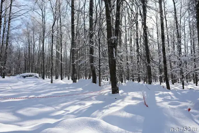 Три подростка исчезли в лесу в Нижегородской области.