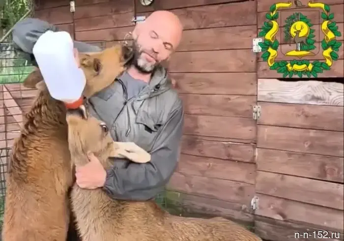 Лосята, спасенные в Нижегородской области, отправляются в другой регион.