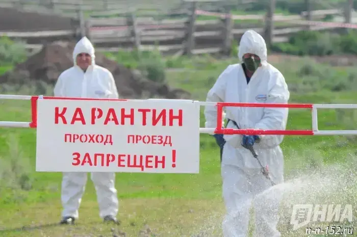  Quarantine due to anthrax was imposed in the village of Kekino, Vorotynsky District.
