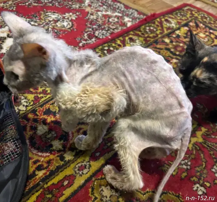 Волонтеры из Нижнего Новгорода спасли кошку-скелета.