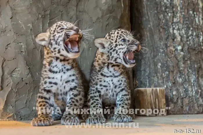 The "Limpopo" Zoo warned Nizhny Novgorod residents about fake free tickets.