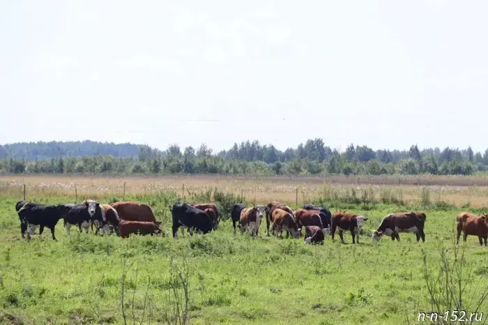 Four Nizhny Novgorod farms will receive nearly 100 million for production development.
