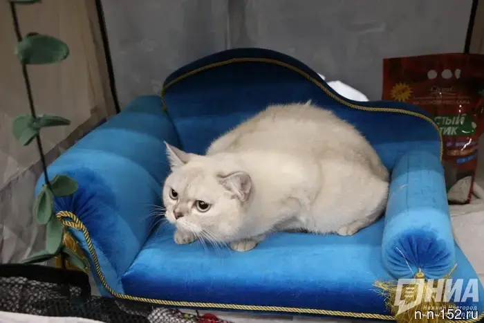 Nizhny Novgorod's "Cat Village" was caught violating regulations.