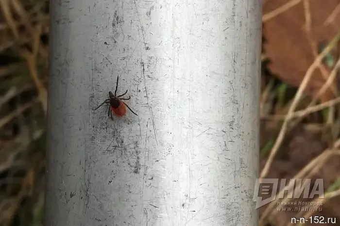 Обработка нижегородских парков от клещей пройдет позже, чем обычно.