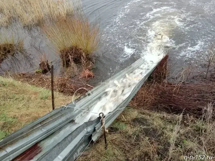 В Нижегородской области начался осенний этап зарыбления водоемов.
