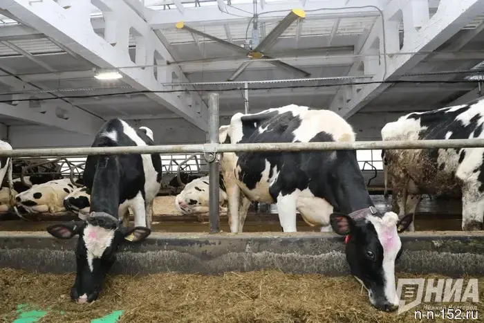 The production volumes of meat, milk, and eggs have increased in the Nizhny Novgorod region.