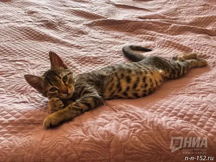 "Homeless cat shelters will appear on the streets of Nizhny Novgorod."