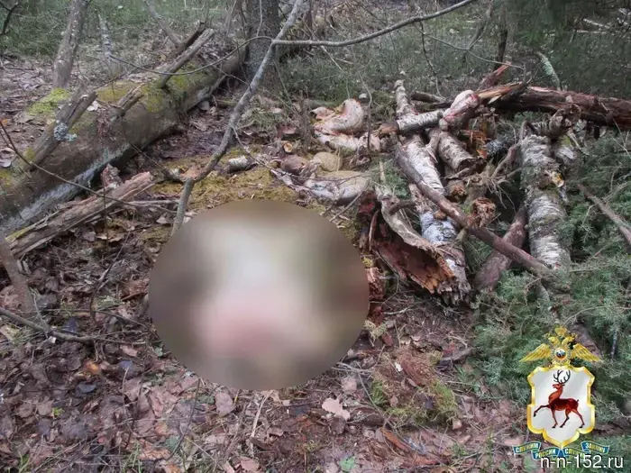 The poacher will be prosecuted for the murder of a moose in the Nizhny Novgorod region.