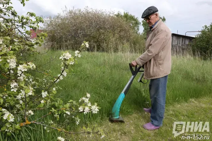Нижегородцам разъяснили, как защититься от санкций за неопрятные садовые участки.