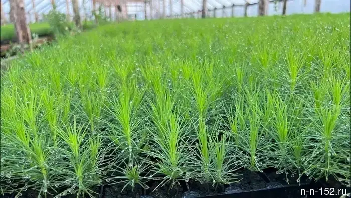 Nizhny Novgorod region helps restore the forests of Donbas.