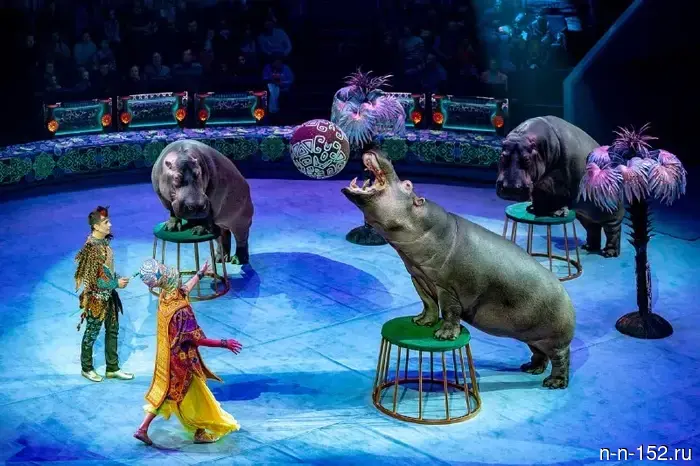 В Нижнем Новгороде представили книгу Тофика Ахундова о "папе бегемотов".