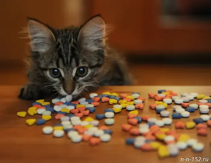 Zoomers in Nizhny Novgorod were warned about dangerous drugs on marketplaces.