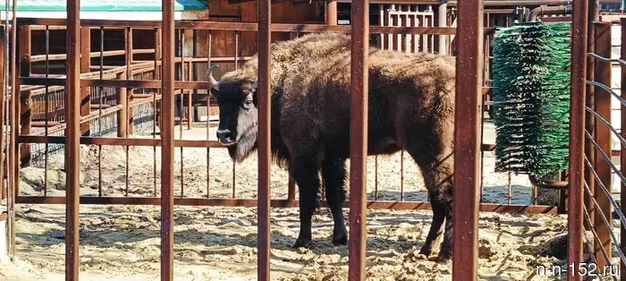 В зоопарк Нижнего Новгорода доставили зубра, занесенного в Красную книгу, из Беларуси.