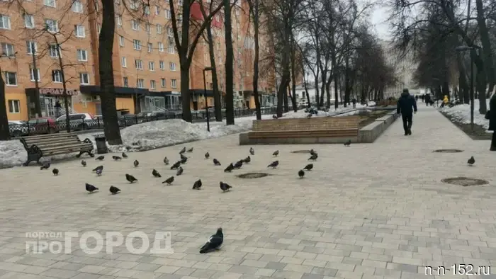 Штрафы за подачу корма голубям и случаи мошенничества: основные события 22 марта.