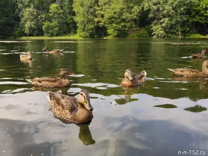 Hunting permits for bird game will be issued to residents of Nizhny Novgorod starting July 14.