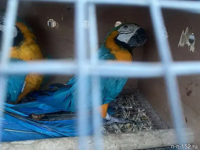 Rare birds from Armenia were not allowed into the Nizhny Novgorod region.