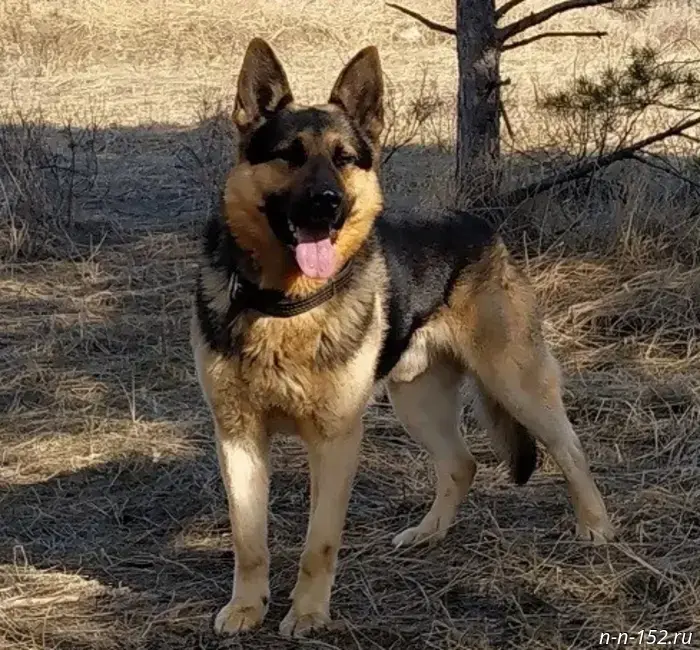 Employees of the Federal Penitentiary Service in the Nizhny Novgorod Region are looking for a home for five retired German shepherds.