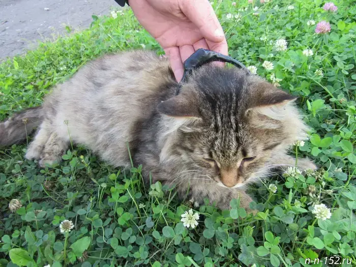 A cat used as a drug courier was detained at a Nizhny Novgorod penal colony.