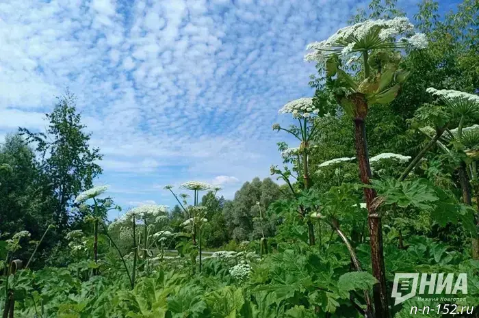Yevgeny Lyulin: "The new law is the first step toward finally defeating Sossnovsky's hogweed."