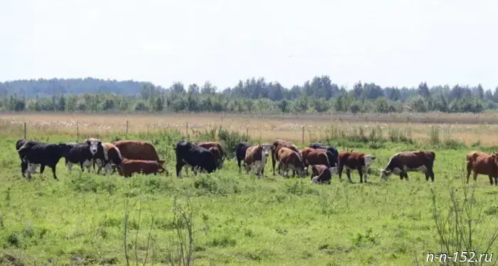 Nizhny Novgorod farmers with their families were gifted nearly 100 million rubles.