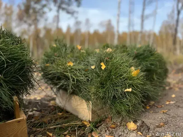В Нижегородской области было создано свыше 5 900 гектаров новых лесных насаждений.