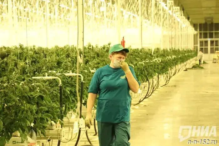 The Ministry of Construction approved the construction of a vegetable complex in Avtozavod.