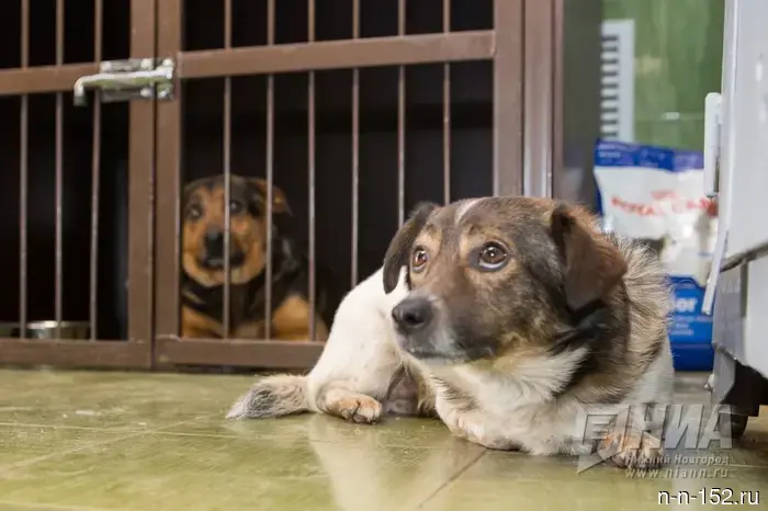 Nizhny Novgorod residents were reminded about fines for improper burial of pets.