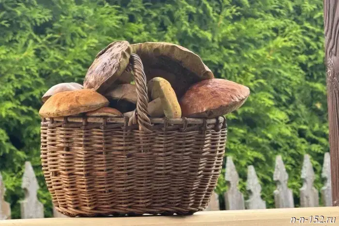 An NNSU biologist named locations with porcini and chanterelles in the Nizhny Novgorod region.