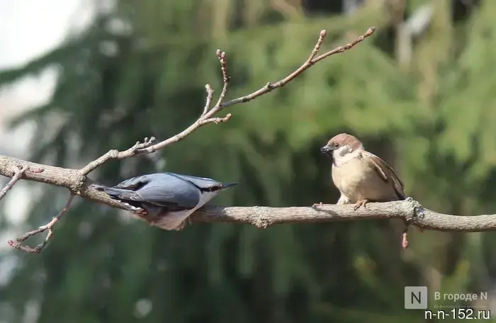 Опубликован недельный прогноз погоды для Нижнего Новгорода с 13 по 19 апреля.