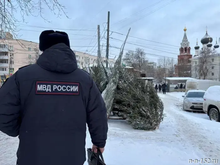 В Нижнем Новгороде полиция confiscировала 330 ёлок у незаконных продавцов.