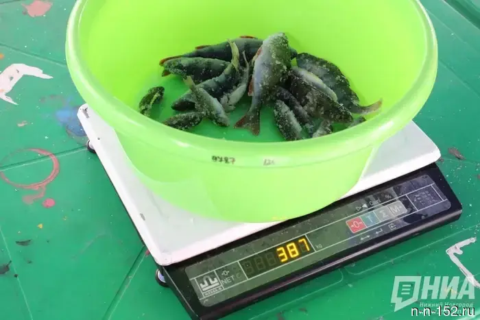 Nizhny Novgorod residents were reminded of the risks associated with consuming freshwater fish.